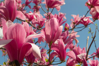 5 SAUCER MAGNOLIA x Soulangeana Denudata & Liliiflora 5 - 10